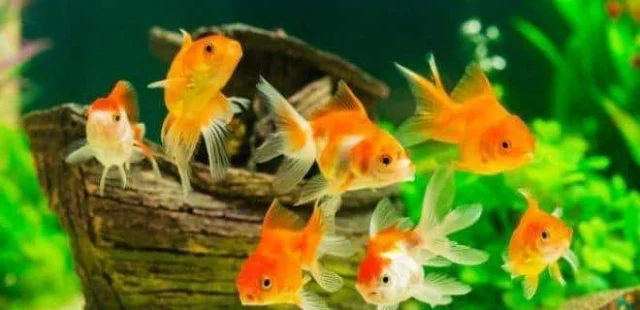 Rüyada Akvaryum Balığı Görmek: Anlamları ve Yorumları