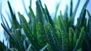 Rüyada Aloe Vera Bitkisi ile Şifa Bulmak