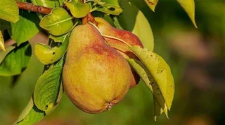 Rüyada Armut Ağacı Görmek: Anlamları ve Yorumları