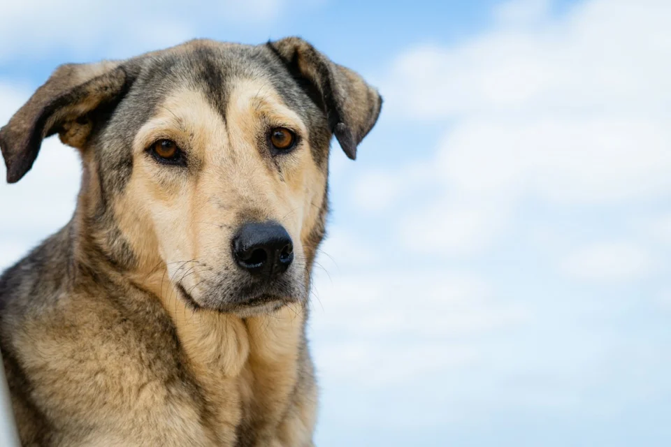 Rüyada köpek görmek temalı kahverengi köpek görseli