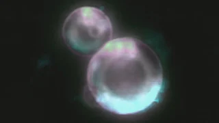SpudCell adlı sentetik hücrenin büyüme, DNA kopyalama ve bölünme özellikleri