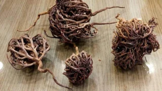 The Miraculous Mother Mary Herb: A Natural Treasure