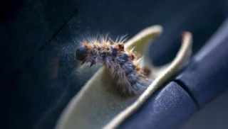 The Threat of Pine Caterpillars to Dogs and Forest Ecosystems
